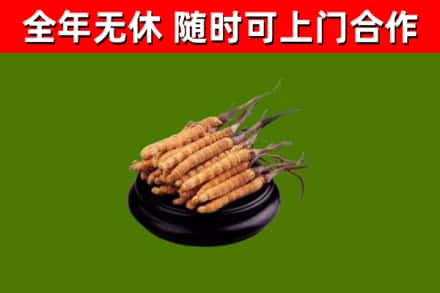 辽宁烟酒回收冬虫夏草.jpg