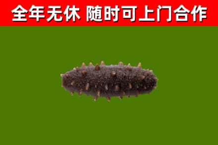 辽宁烟酒回收干海参.jpg